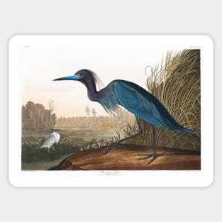 Blue Crane or Heron from Birds of America (1827) Sticker